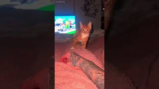 LMAO shortvideo funny mycatchannel cat petschannel yourcat funnycats [upl. by Atarman146]