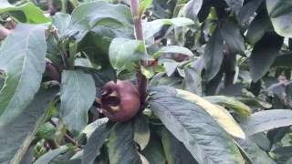 Medlar Tree in the Permaculture Garden [upl. by Yerok180]