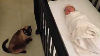 Siamese Cat gets caught stalking and spying on a newborn Baby [upl. by Sidwel]