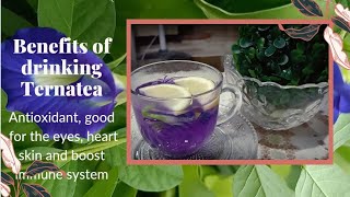 MAKING TEA MADE OF TERNATEA BLUE BUTTERFLY PEA FLOWER AND ITS BENEFITS TO OUR HEALTH [upl. by Proudfoot]