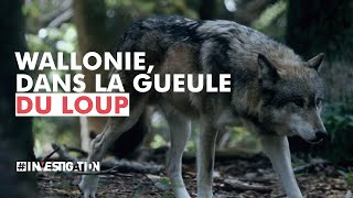 Wallonie dans la gueule du loup  investigation [upl. by Drislane202]