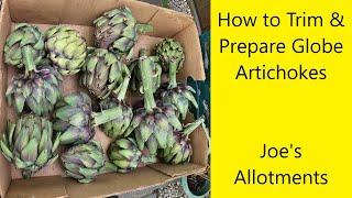 How to Prepare and Trim Globe Artichokes  UK Allotment Zone 8 [upl. by Barayon]