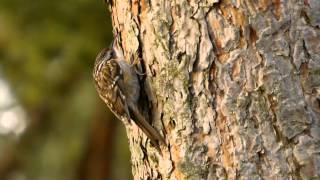 Shorttoed Treecreeper Certhia brachydactyla  Gartenbaumläufer [upl. by Ellita229]