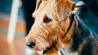 Airedale Terriers in a MultiPet Household [upl. by Esmaria951]