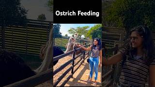 Ostrich Feeding  Cape Town Ostrich Ranch ostrich capetown [upl. by Ibbie]