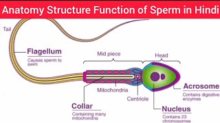 Sperm Cell Anatomy amp Physiology in Hindi  Sperm Cell [upl. by Aikem]