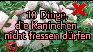 10 Dinge die du deinem Kaninchen nicht verfüttern solltest [upl. by Cyrano]