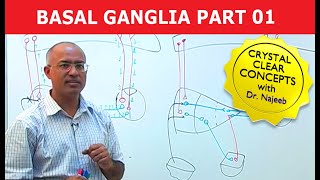 Basal Ganglia  Neuroanatomy  Part 13 [upl. by Egerton]