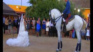 baile de caballo con novia [upl. by Mannes]