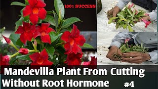 Mandevilla Plant From Cutting Without Root HormoneMandevilla Propagation A To Z [upl. by Lafleur]