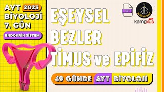 7 Eşeysel Bezler Timus ve Epifiz Bezi  Endokrin Sistem 11 Sınıf  2023 AYT Biyoloji Kampı 7 Gün [upl. by Noremac]