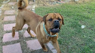 Rottweiler French Mastiff Mix Barking [upl. by Letti]