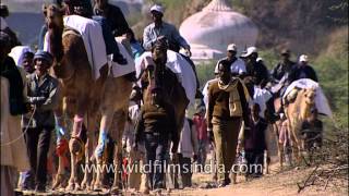 Camel safari Best way to explore the National Chambal Sanctuary [upl. by Ronica]