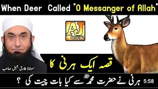 Tariq Story When The Deer Talking to Prophet Muhammad  Maulana Tariq Jameel Bayan imran official [upl. by Ahtael]