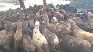 98 SHEEP LOT FOR SALE 9652419396  PAIR 21000 PLEASE SUBSCRIBE MY CHANNEL [upl. by Buderus746]