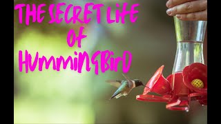 The Secret Life of Hummingbirds over the hidden world of these tiny wonders [upl. by Hike543]