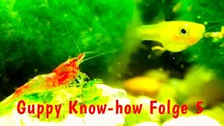 Guppy Knowhow Folge 5 Guppys vergesellschaften Salmler Bärblinge Garnelen HD Dokumentation [upl. by Liemaj]