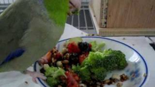 Parrotlet Koolaid talking with his mouth full of fruits amp veggies [upl. by Onidranreb]