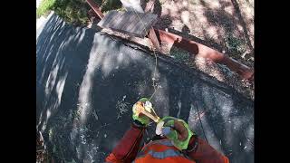 Eucalyptus LemonScented Gum Removed  Fallbrook [upl. by Roman]