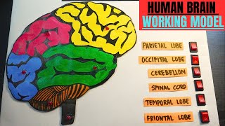 How to make a human brain working model  Brain section working model project  School project brain [upl. by Llechtim]