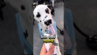 Why Dalmatians Are the Iconic Firefighting Dogs dogfacts cutedog petfunfacts doglovers [upl. by Ellenyl]