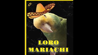 LORO CANTA MARIACHI  VICENTE FERNANDEZ [upl. by Erdman]