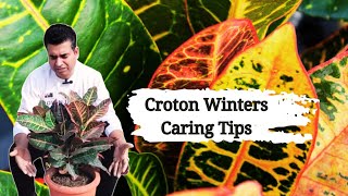 🔴 How to Grow and Care for the Croton Plants in the Winter season video 25 [upl. by Sivlek]