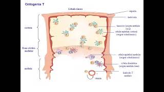 4  Linfocitos T [upl. by Asil]