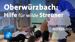 Oberwürzbach Kastrationspflicht für Katzen  tagesthemen mittendrin [upl. by Acirret291]