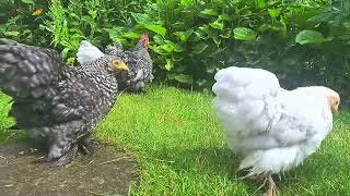 Pekin Bantams Lavender Pekin Bantams Bantam Chickens enjoying the garden [upl. by Xxam323]