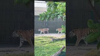 Tiger 🐅 safaripark dubai shorts [upl. by Eudoxia]