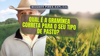 QUAL GRAMÍNEA IDEAL PARA O SEU PASTO [upl. by Ysnil]