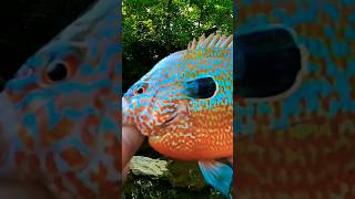 BRIGHTLY Colored Longear Sunfish Catch From A Creek 🎣🎣🎣 Shorts Fishing [upl. by Dillon842]