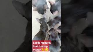 catlover 🐈trimakasih sudah nonton 💓please like dn koment y [upl. by Sidras]