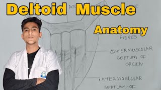 Deltoid Muscle Anatomy  upper limb Anatomy Hindi [upl. by Eelynnhoj]