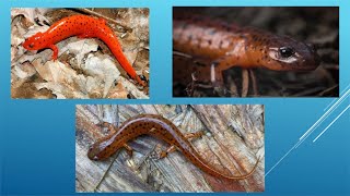 Salamanders of the Delaware River Watershed Bioindicators of Ecosystem Health [upl. by Earal]