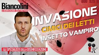 🔴🪲​Cimici dei letti linsetto vampiro che sta infestando lItalia🔴🪲​ [upl. by Ronnholm86]