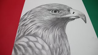 how to draw an eagle head step by step for beginners [upl. by Mila]