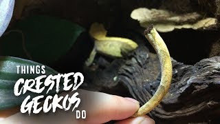 20 Things Crested Geckos Do [upl. by Aneba]