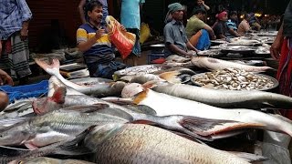 Amazing Fish Market  Biggest Fish Market In Noya Bazar Old Dhaka Bangladesh [upl. by Ynittirb]