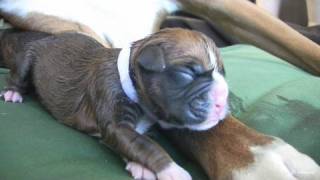 Amazing Puppy Birth Part 3 [upl. by Kitty237]