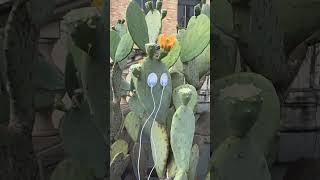 Let’s have a listen to this flowering nopal cactus with our PlantWave Learn more at PlantWavecom [upl. by Sherar]