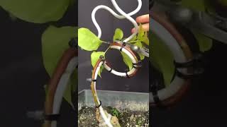 Have you tried this method yet bonsai nature [upl. by Viki]