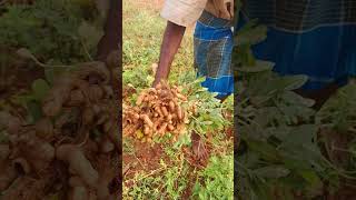 Farming Of Badaam Mukesh Mahto badam vlogs reels shorts funny [upl. by Hepsibah]