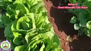 Ekim Ayında Mutlaka Bu Tohumları Ekin🌱Ekim Ayında Hangi Sebze Tohumları Ekilir Hangi Fideler Dikilir [upl. by Ameer556]