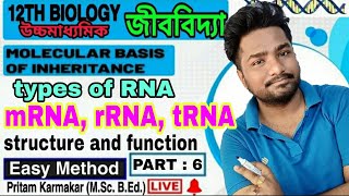 Types of RNA  mRNA rRNA tRNA structure amp function  WBCHSE Class 12 Biology Chapter 6 in bengali [upl. by Aicnarf]