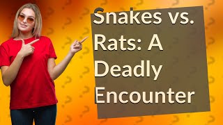 Would a snake eat a rat [upl. by Denby]