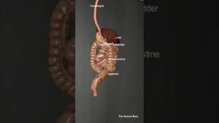 Constipation system Anatomy 3dmodel short ytshorts [upl. by Anitsahs]