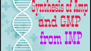 Synthesis of AMP and GMP from IMP  Synthesis of ADPATP and GDPGTP  Lecture 2 [upl. by Lapides]