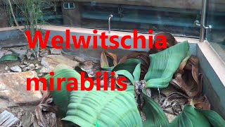 The Plant Traveller Welswitschia mirabilis namibia [upl. by Aicaca]